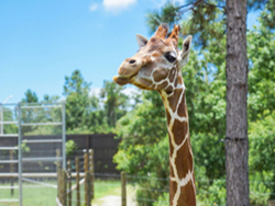 Gulf Shores Zoo
